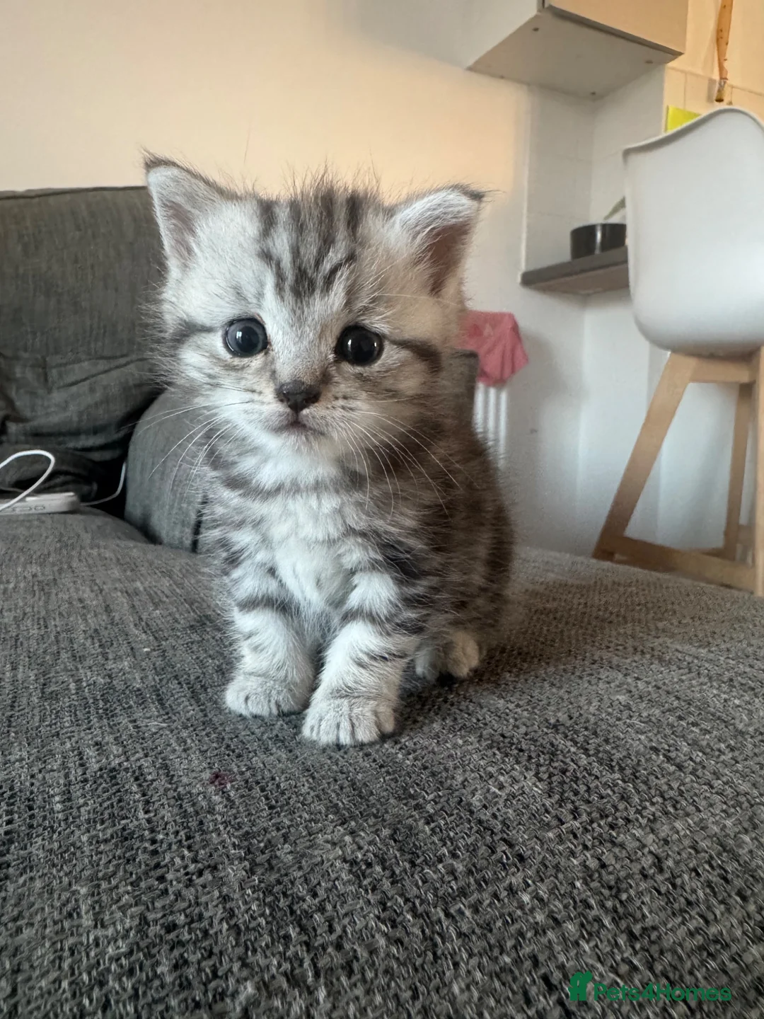Mixed Breed cats for sale: Female tabby kitten for sale  - Advert 1