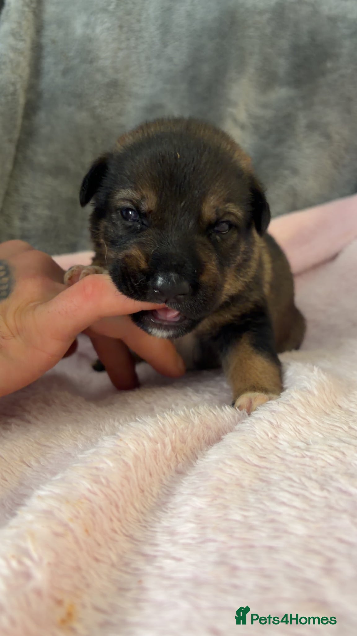 Mixed Breed dogs for sale: Belgian Mali x German shepherd  - Advert 27