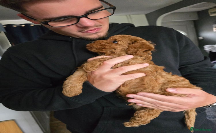 Cavapoo dogs - Advert 13