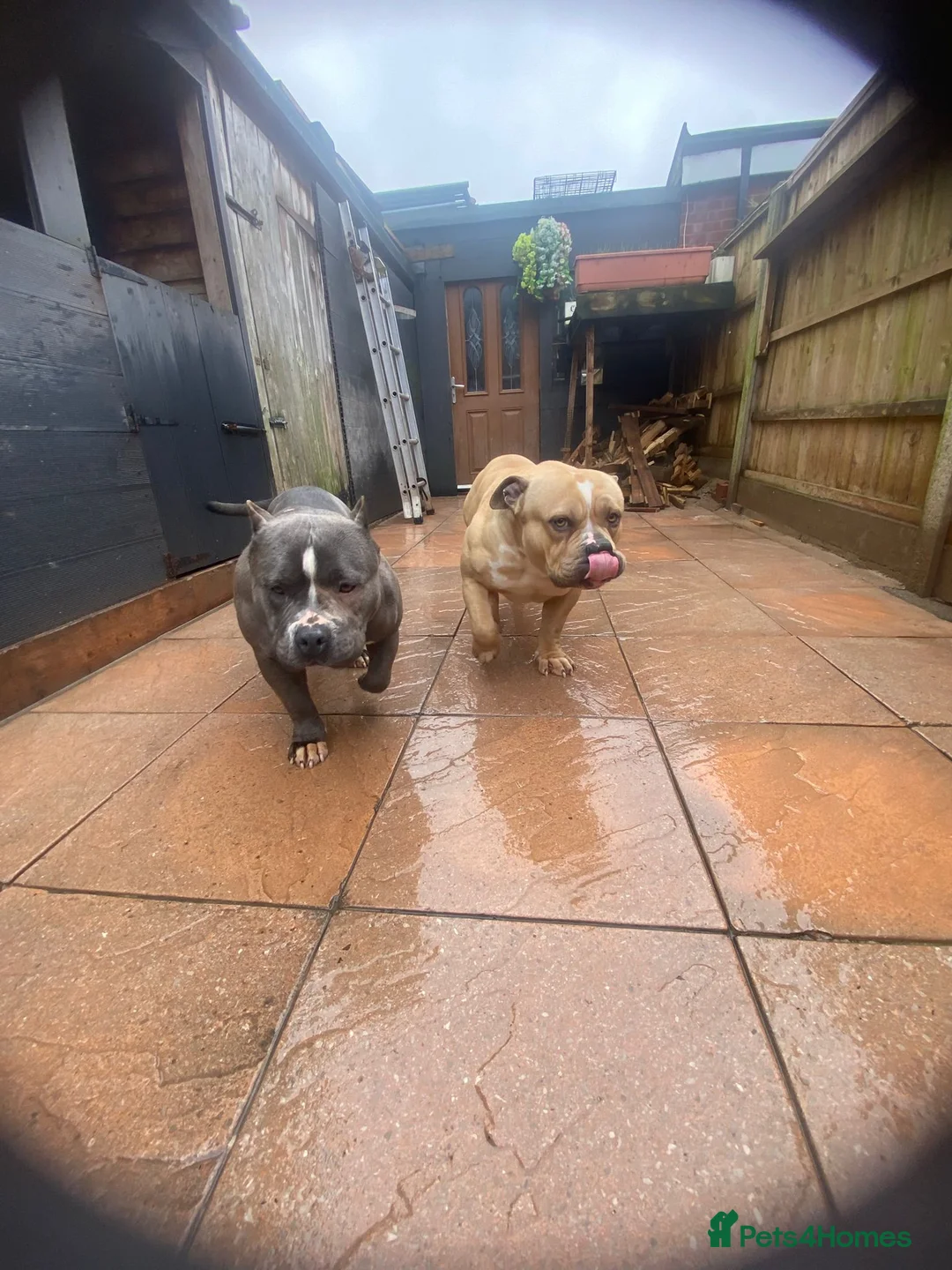 American Bully dogs for sale: American bully pocket  - Advert 2