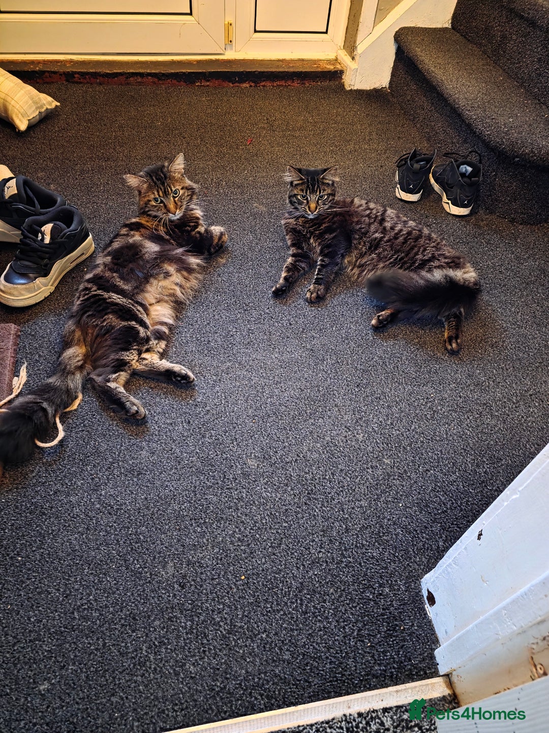 Mixed Breed cats for sale: Biscuit - Image 6