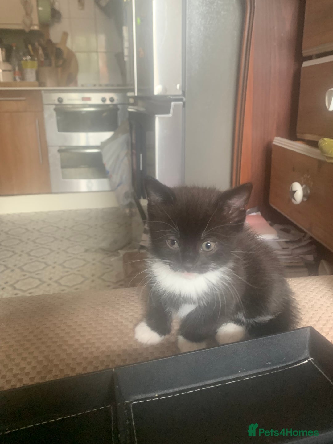Mixed Breed cats for sale: Part Persian  - Image 8