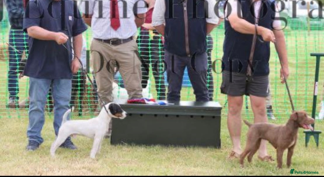 Jack Russell dogs Beautiful Jack Russell bitch pups - Advert 2