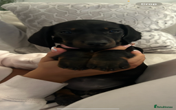 Dachshund dogs for sale: Dachshund puppy   - Advert 3