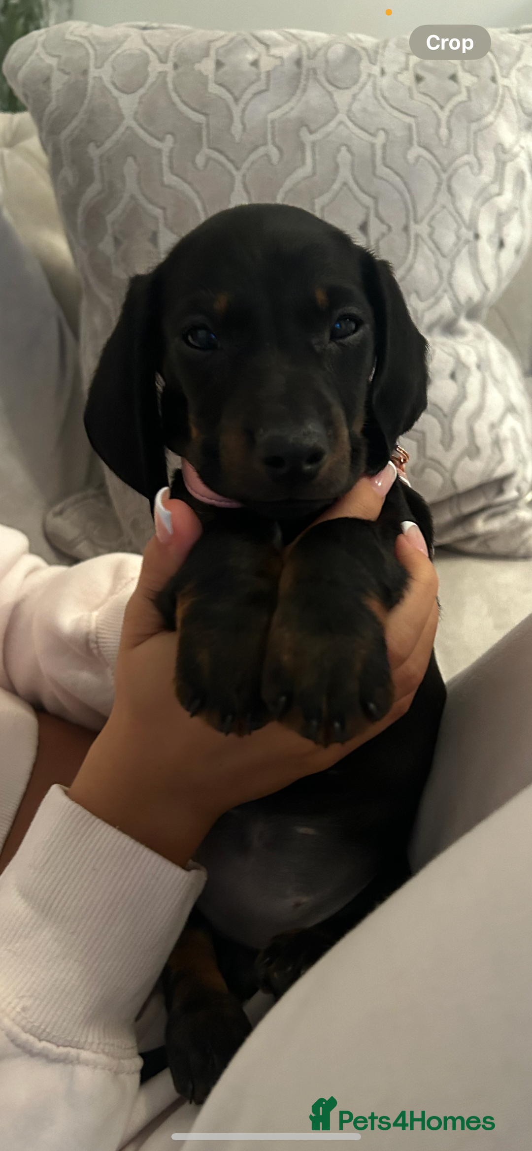 Dachshund dogs for sale: Dachshund puppy   - Advert 3