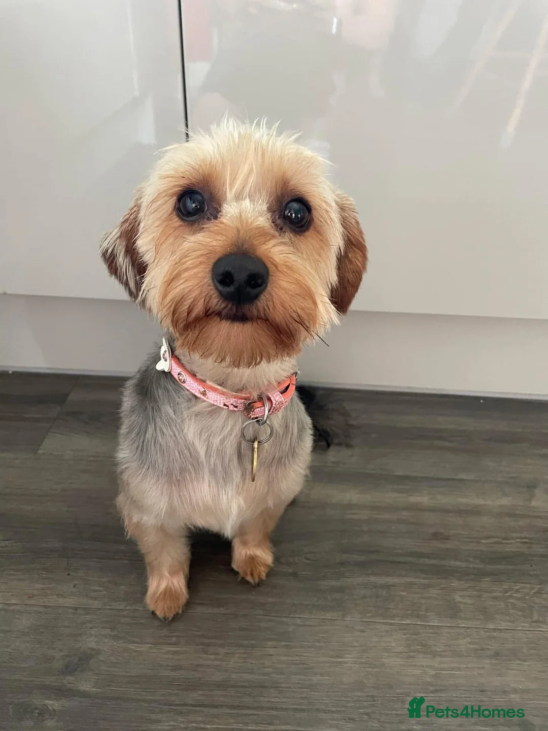 Yorkshire Terrier dogs for sale: Beautiful Yorkshire Terrier puppies - Advert 1