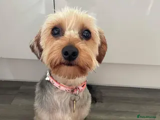 Yorkshire Terrier dogs Beautiful Yorkshire Terrier puppies - Advert 9