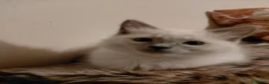 Ragdoll 2