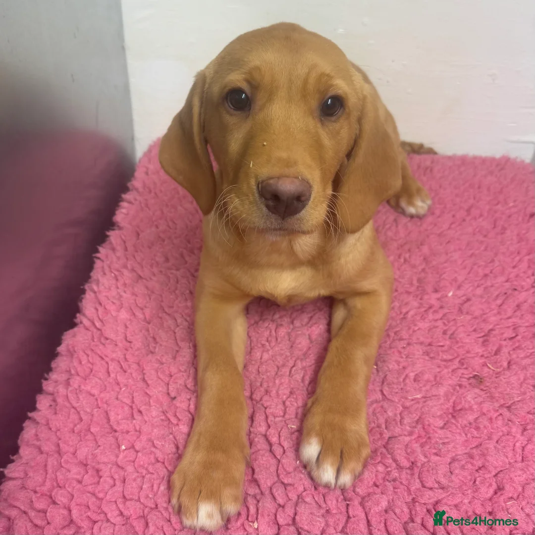 Labrador Retriever dogs for sale: 🧡 Pale Fox Red Yellow Labrador Puppies 💛 - Advert 27