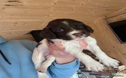 English Springer Spaniel dogs for sale: Sired by Brocklinton Bertie FTCH, docked - Image 12