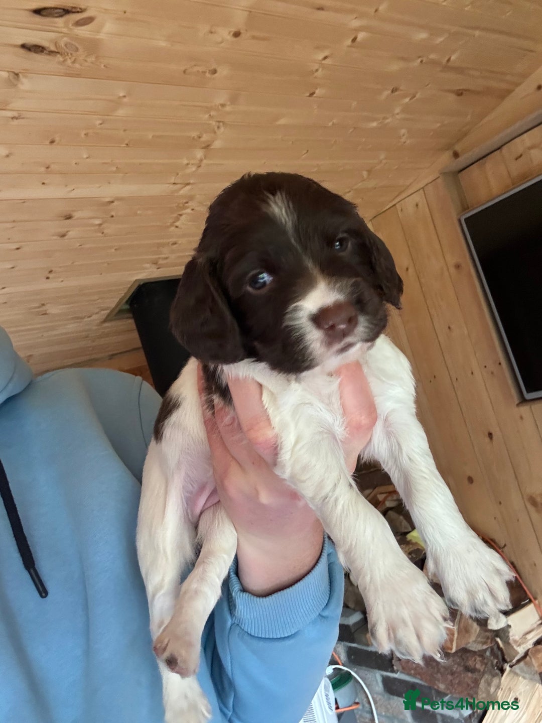 English Springer Spaniel dogs for sale: Sired by Brocklinton Bertie FTCH, docked - Image 12