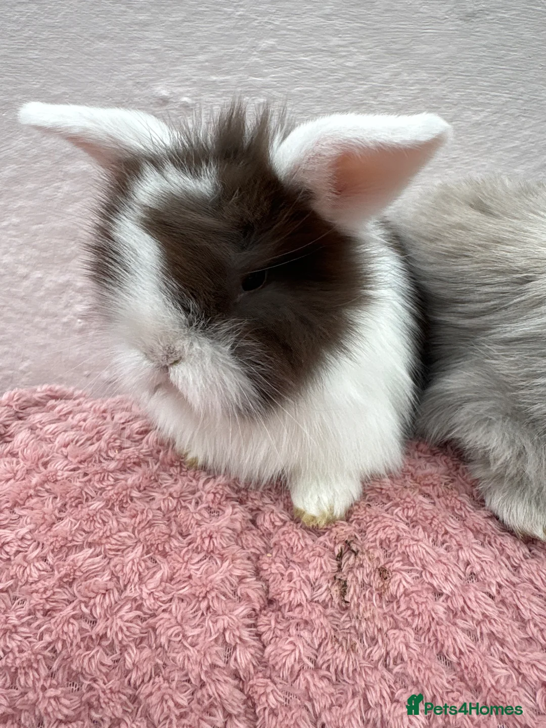 Mini Lop rabbits for sale: Raised indoors Mini lops/lion lops-vaccinated  - Advert 2