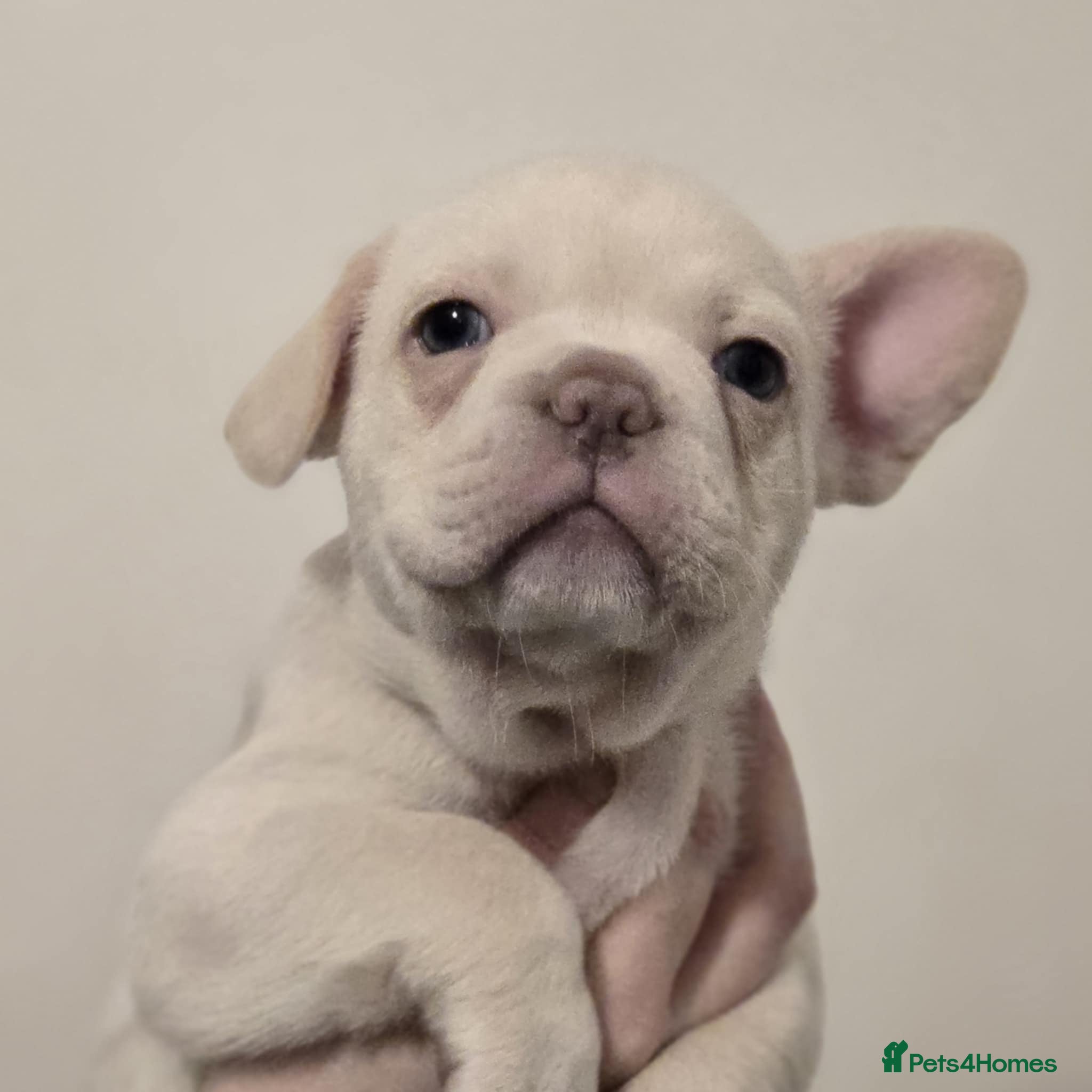 French Bulldog dogs 🐾 8 weeks on sat - French Bulldog Puppies ❤️  - Advert 6