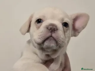 French Bulldog dogs 🐾 8 weeks on sat - French Bulldog Puppies ❤️ - Advert 6