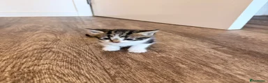 American Shorthair 2