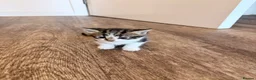 American Shorthair cats for sale: 🐾 6 BEAUTIFUL AMERICAN SHORTHAIR KITTENS 🐾 in Enfield - Advert 4
