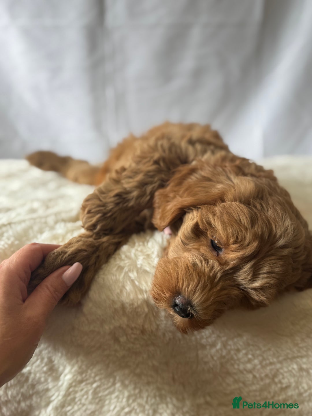 Labradoodle dogs for sale: Labradoodle  - Image 4