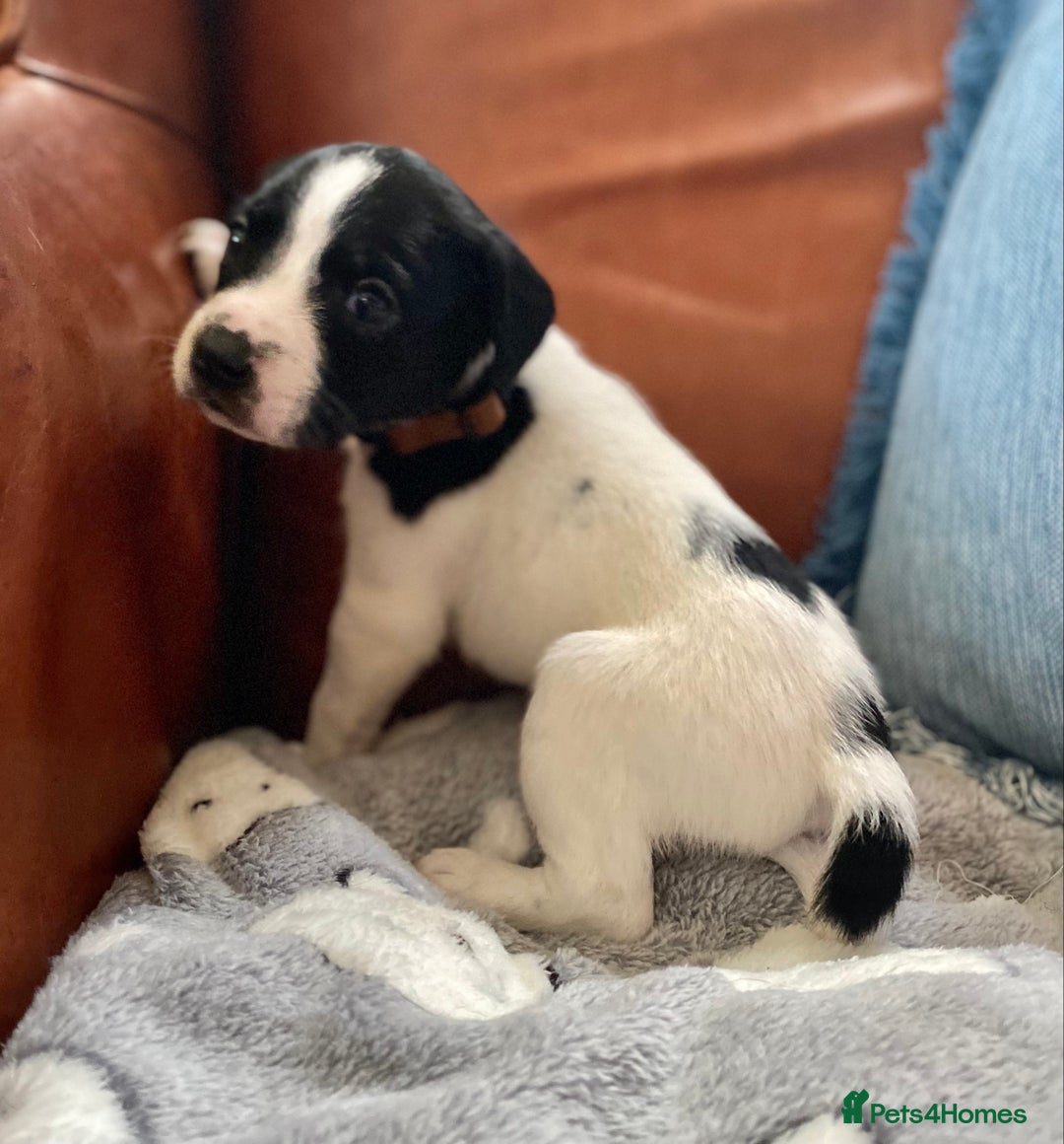 Springador dogs for sale: STUNNING SPRINGADOR PUPPIES  - Image 22