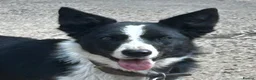 Border Collie dogs for sale: Border Collie Puppies - Advert 3