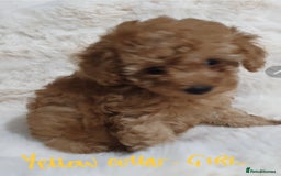 Toy Poodle dogs for sale: Pedigree Toy poodle puppies ready this weekend - Image 21