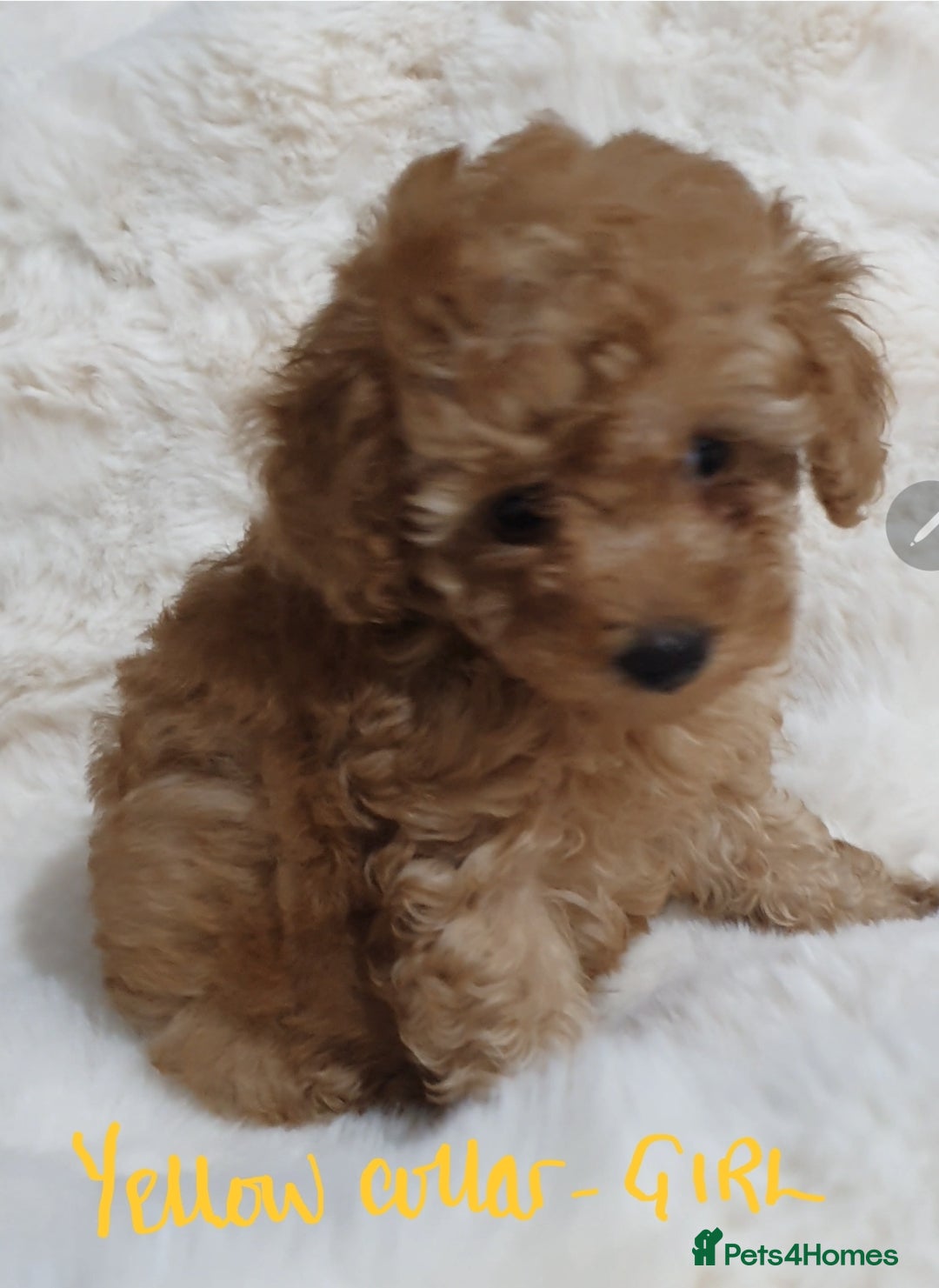 Toy Poodle dogs for sale: Pedigree Toy poodle puppies ready this weekend - Image 21