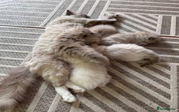 Ragdoll cats for sale: Cherubim Ragdoll Lilac Tabby male kitten - Image 12