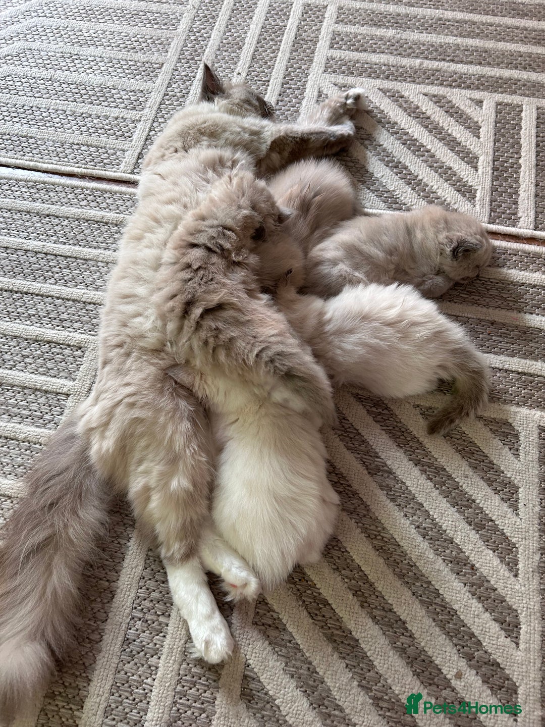 Ragdoll cats for sale: Cherubim Ragdoll Lilac Tabby male kitten - Image 12