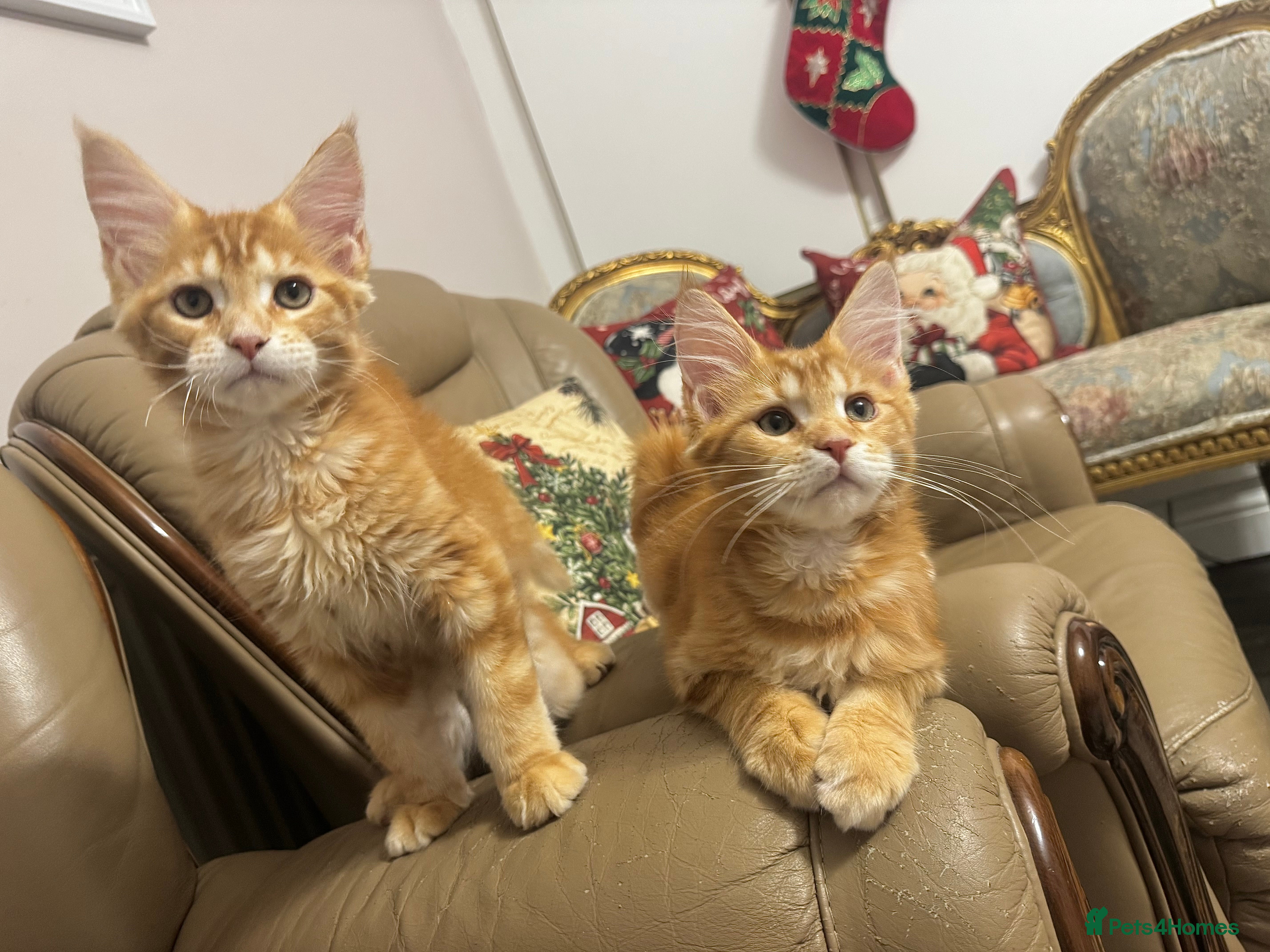 Maine Coon cats Maine Coon Kittens 🏆 20+ gen 🧬 pedigree 🎄🎄🎄 - Advert 11