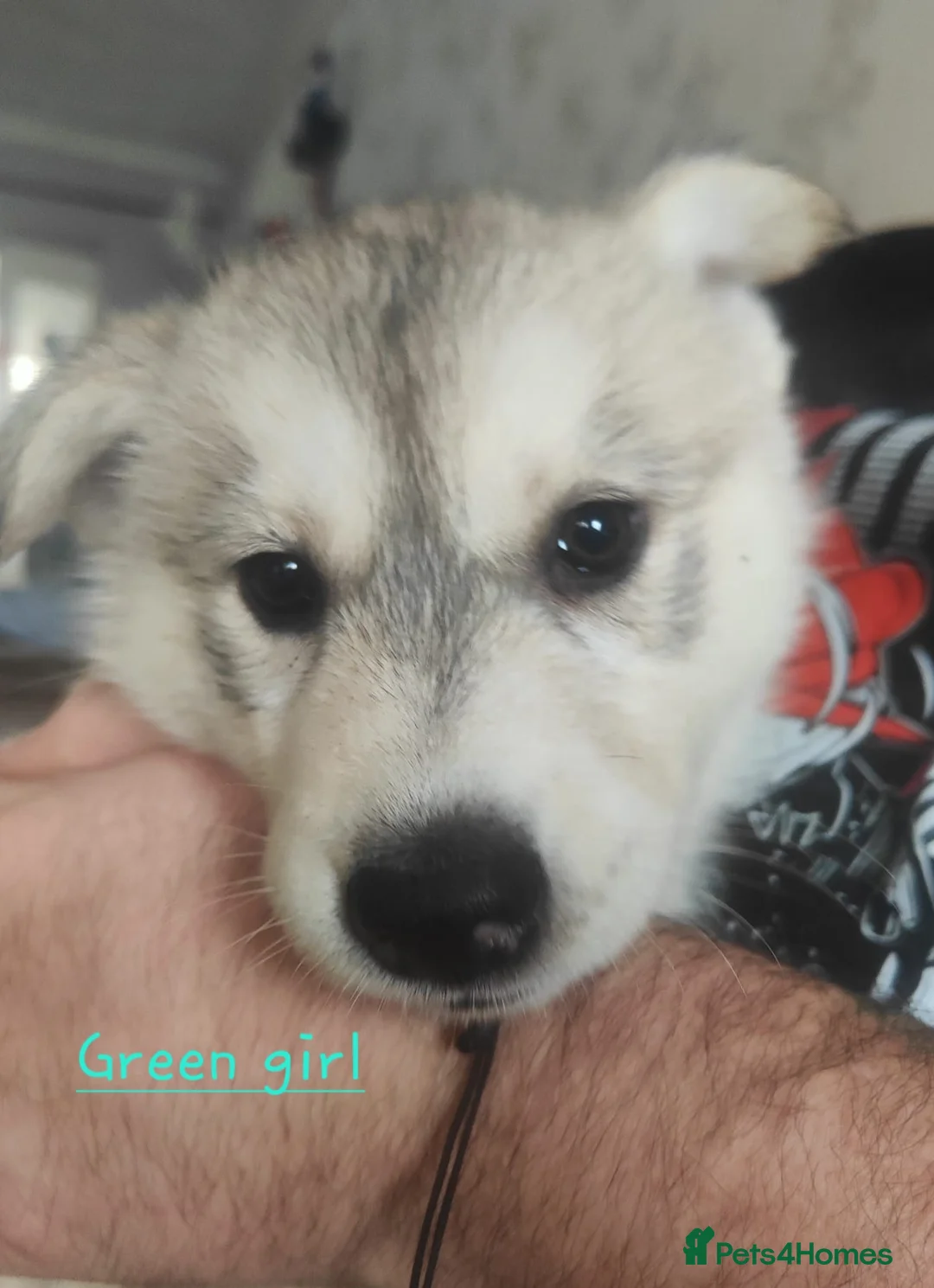 Siberian Husky dogs for sale: Friendly Siberian Husky Puppies - Advert 7