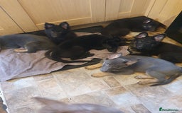 German Shepherd dogs for sale: 10 German Shepherd puppies for sale - Image 13