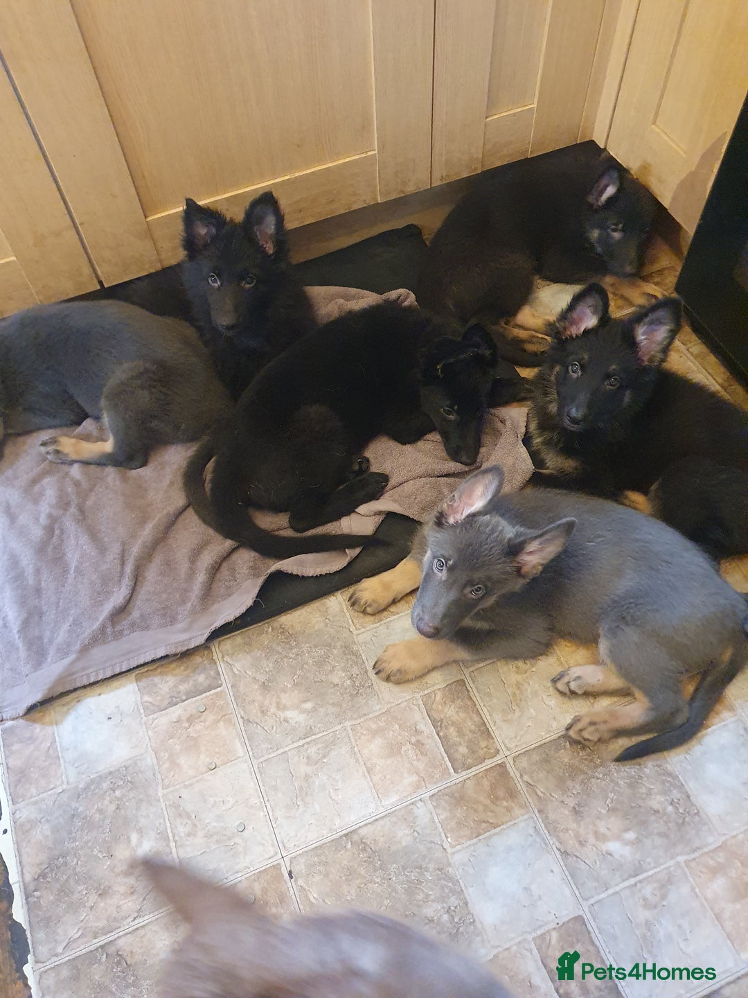 German Shepherd dogs for sale: 10 German Shepherd puppies for sale - Image 13