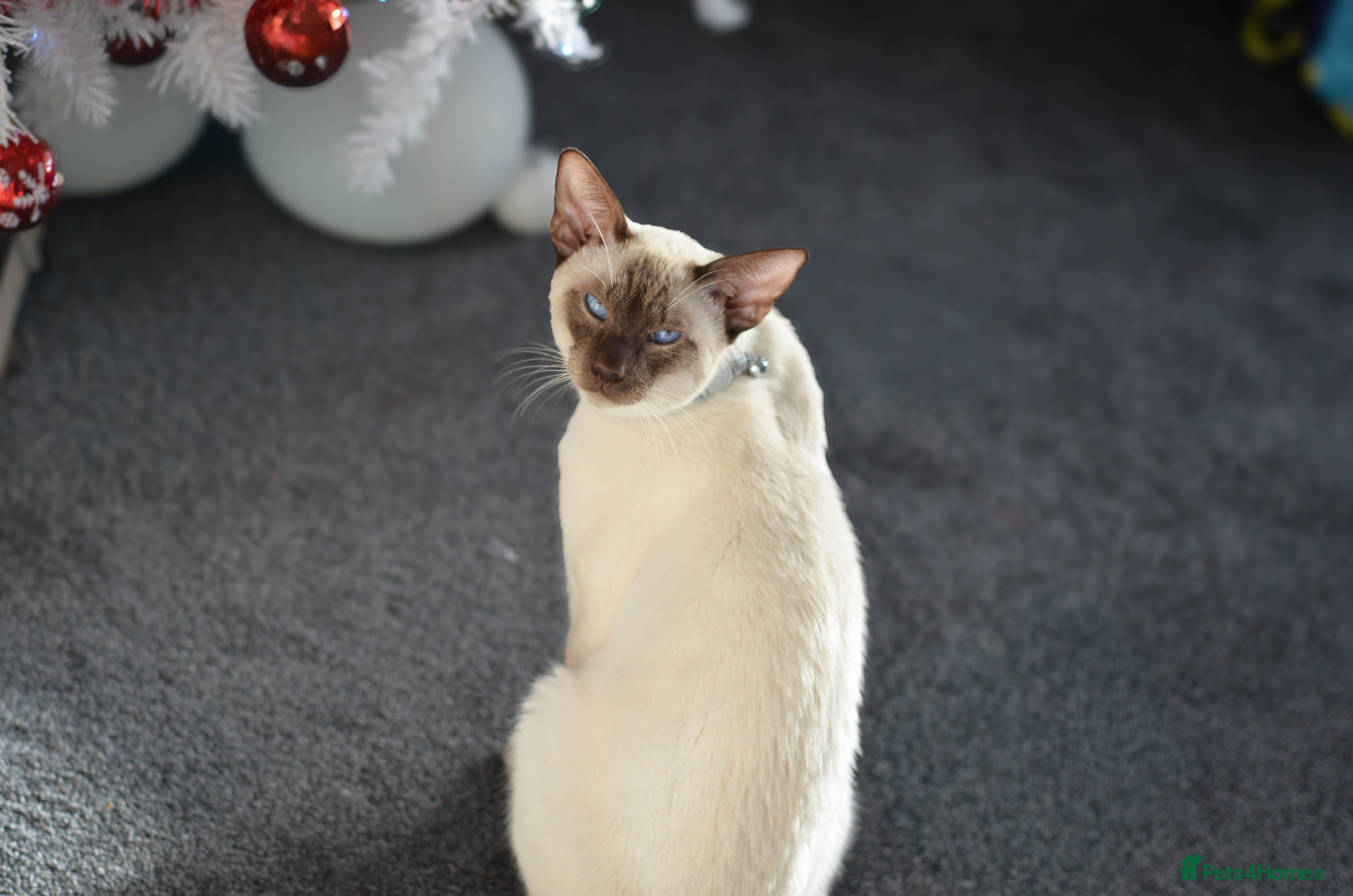 Siamese cats 🍫 CHOCCY POINT WEDGEHEAD TYPE SIAMESE STUD - Advert 1