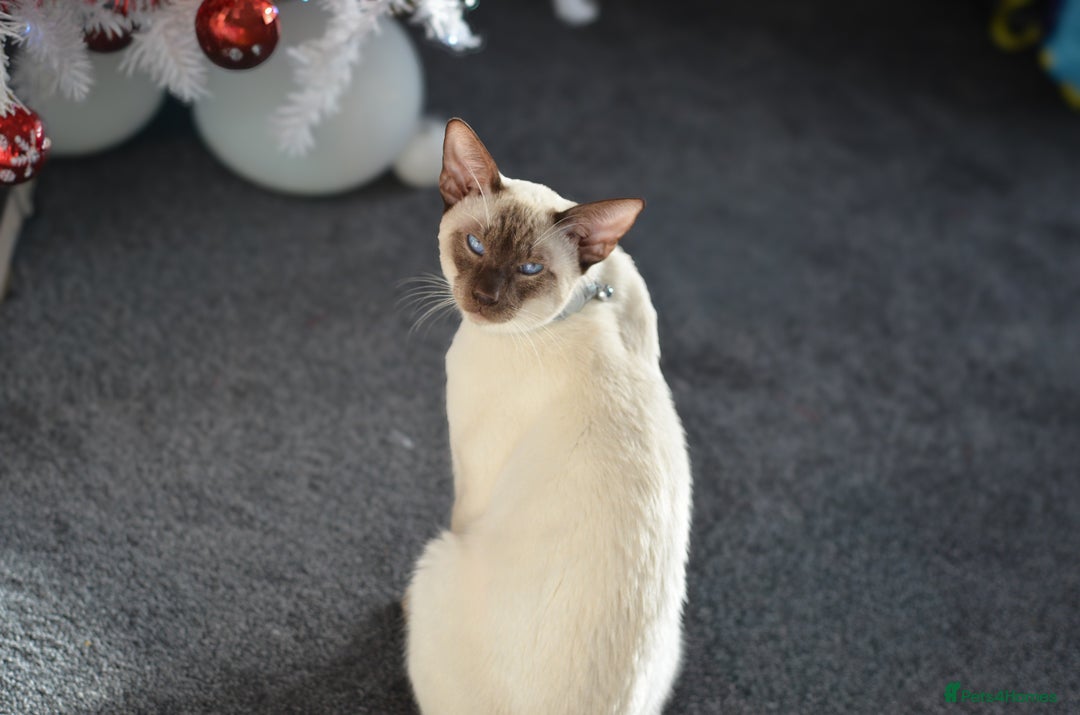 Siamese cats for stud: 🍫 CHOCCY POINT WEDGEHEAD TYPE SIAMESE STUD - Advert 1