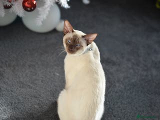 Siamese cats 🍫 CHOCCY POINT WEDGEHEAD TYPE SIAMESE STUD - Advert 2