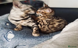 Bengal cats for sale: 2 bengals girls, happy to go together or separate  - Image 7