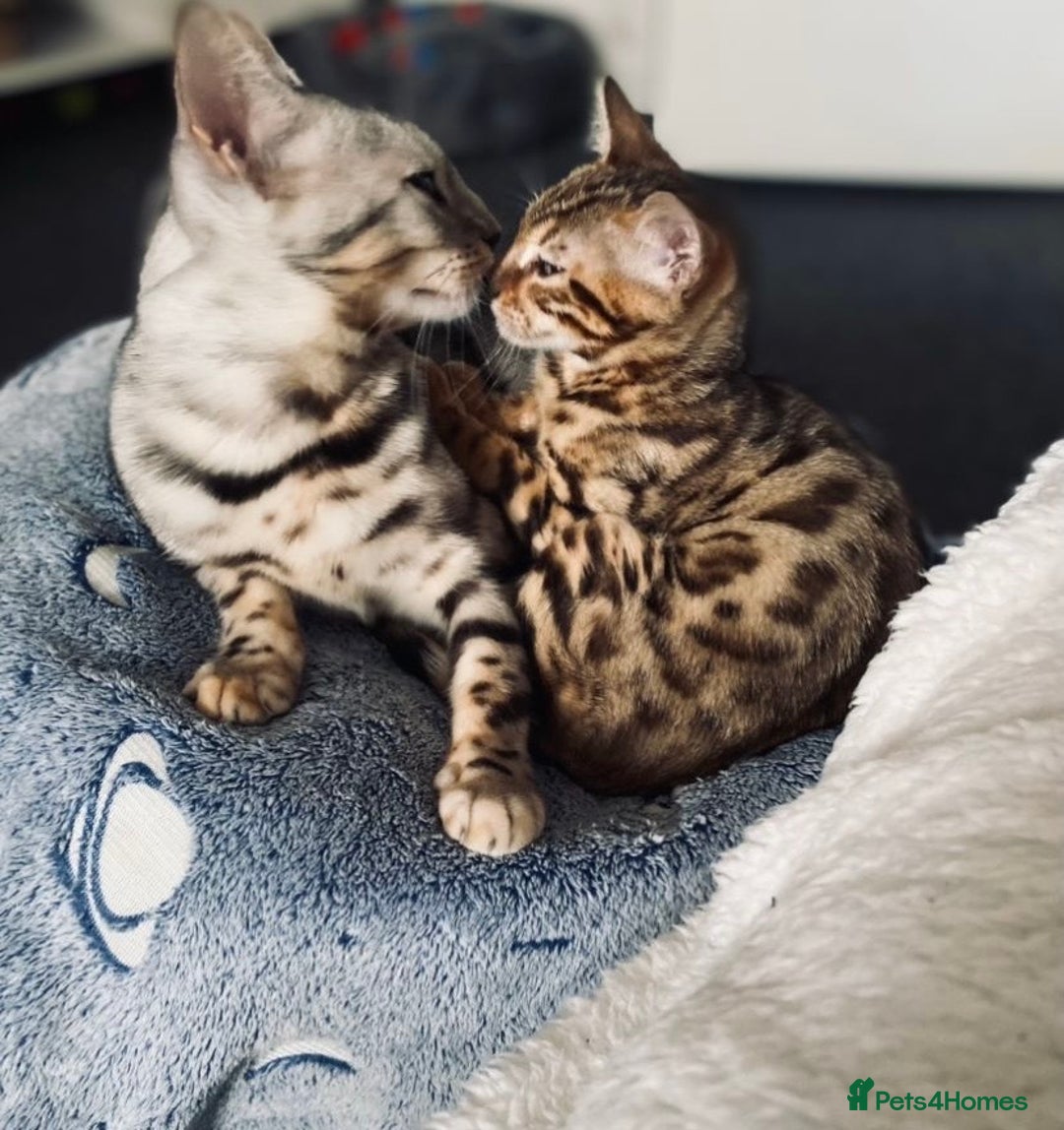 Bengal cats for sale: 2 bengals girls, happy to go together or separate  - Image 7