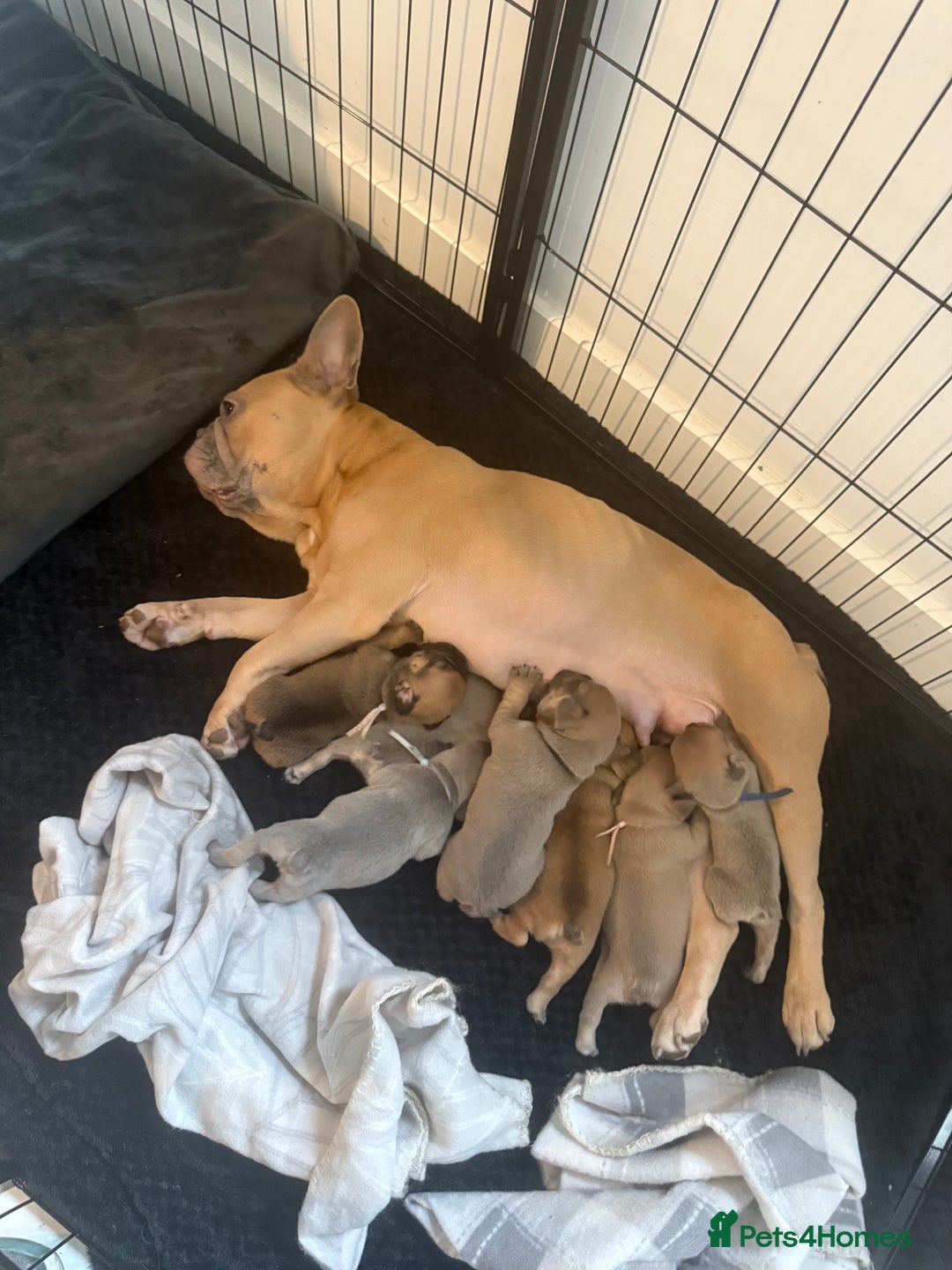 French Bulldog dogs for sale: French Bulldog puppies - Advert 4