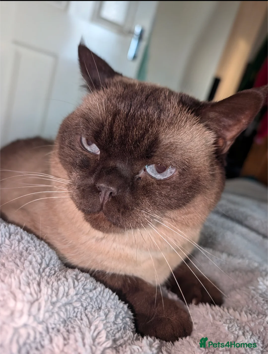 Burmese cats for adoption: Temporary foster home needed for Betty Boo - Advert 3