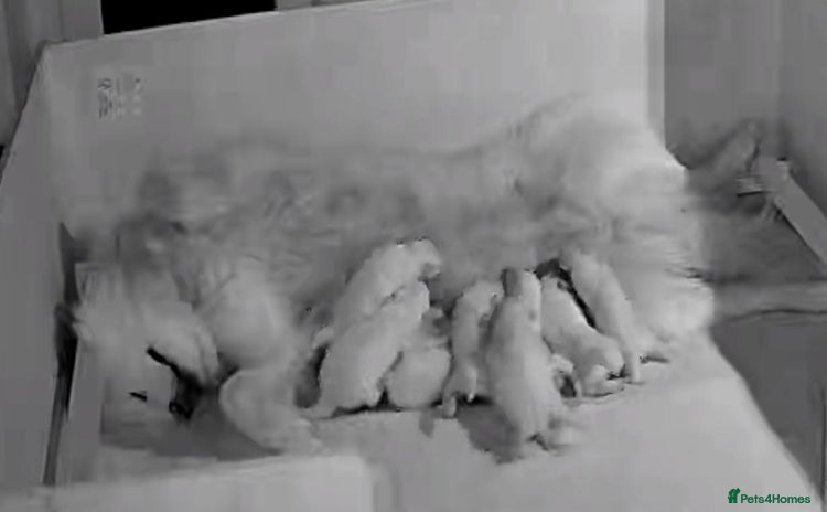 Samoyed dogs - Advert 1
