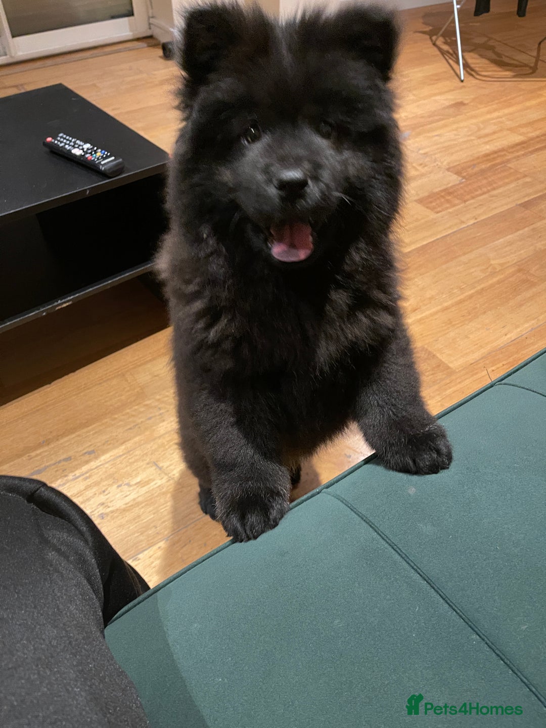 Mixed Breed dogs for sale: Chowsky boy  - Image 4