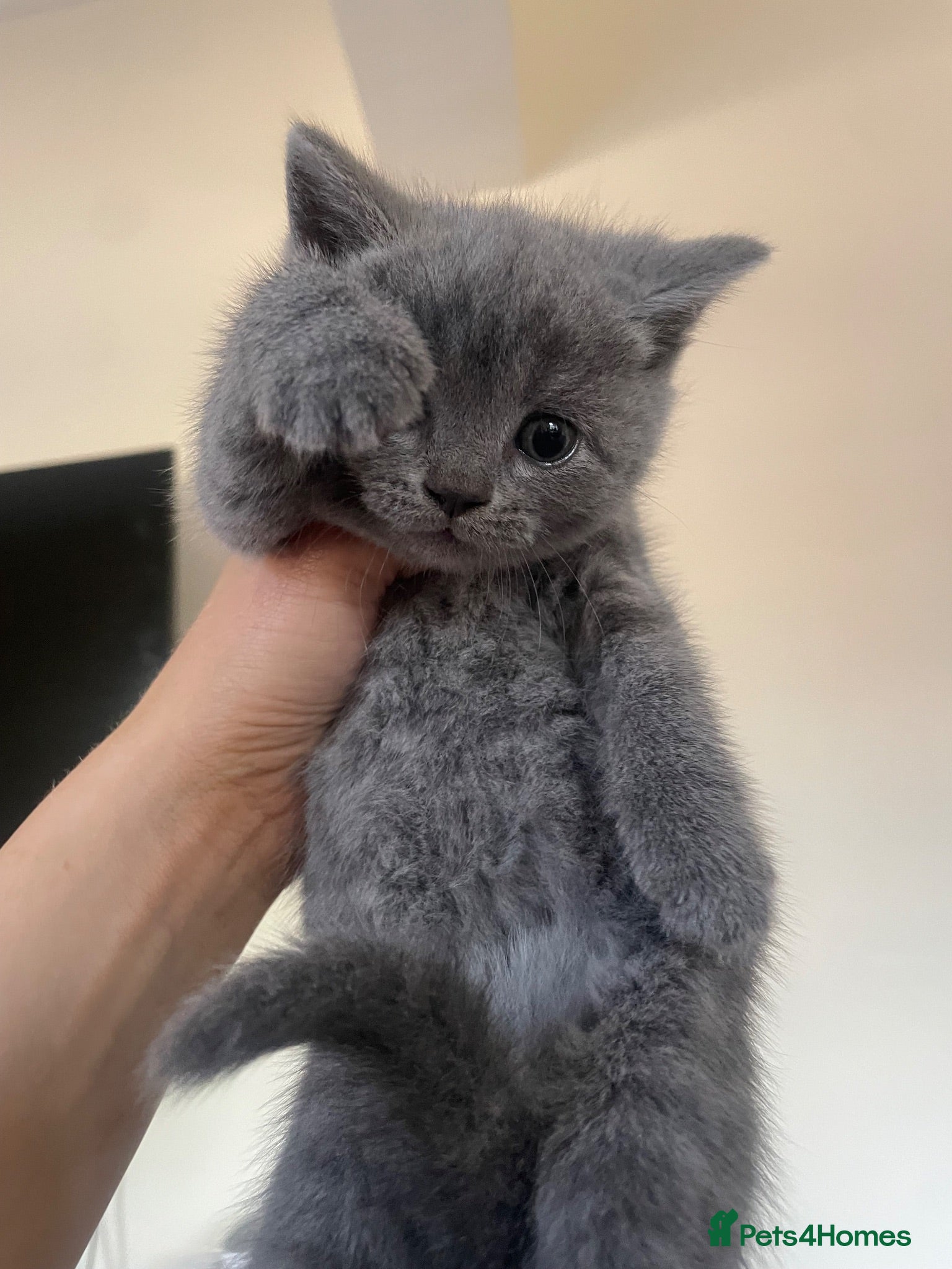 British Shorthair cats British Blue kittens for sale - Advert 5