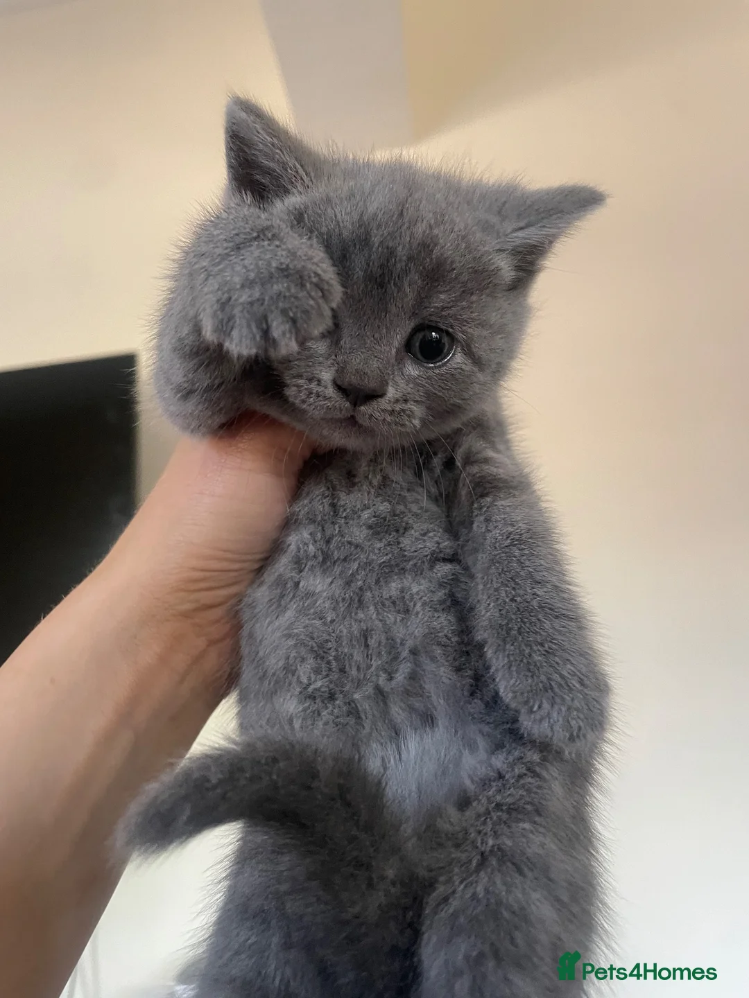 British Shorthair cats for sale: British Blue kittens for sale - Advert 1