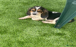 Basset Hound dogs for sale: Basset hound puppies for sale - Image 18