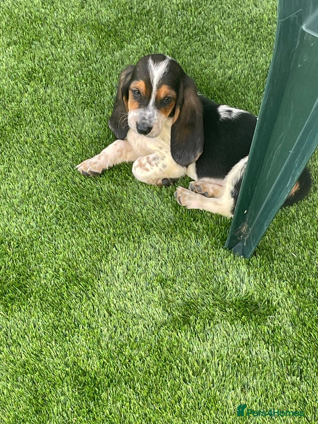 Basset Hound dogs for sale: Basset hound puppies for sale - Image 18