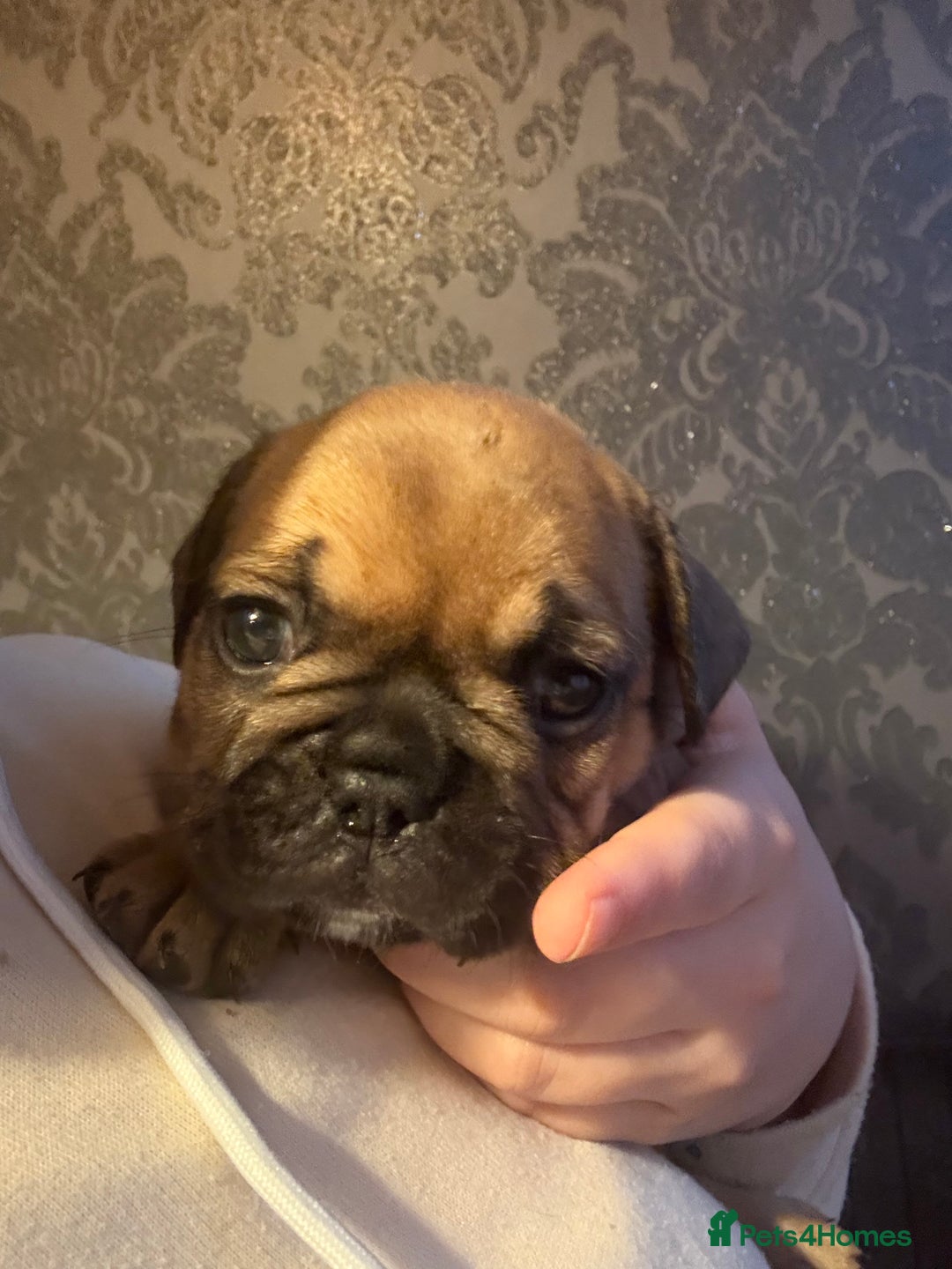 French Bulldog dogs for sale: french bulldog puppies in Manchester - Image 4