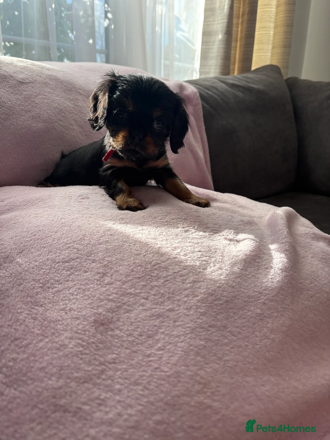Cavalier King Charles Spaniel dogs for sale: Gorgeous KC Puppies Available  - Advert 24