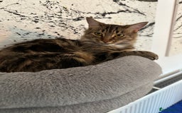 Mixed Breed cats for sale: Lovely 4 months kitten look for home foreve  - Image 8