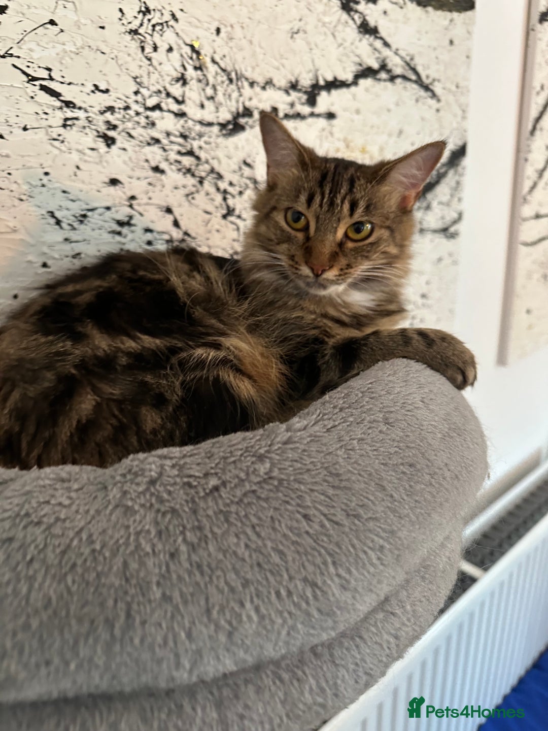 Mixed Breed cats for sale: Lovely 4 months kitten look for home foreve  - Image 8