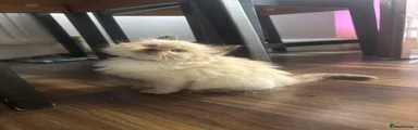 Ragdoll 2