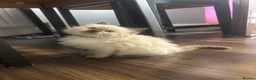 Ragdoll cats for sale: Pure Ragdoll kittens - Advert 21
